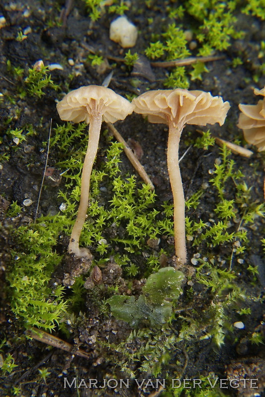 Bleek donsvoetje - Tubaria pallidispora