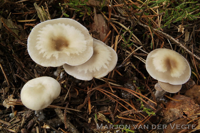 Tweekleurige trechterzwam - Clitocybe metachroa