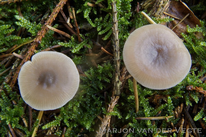 Gestreepte trechterzwam - Clitocybe vibecina