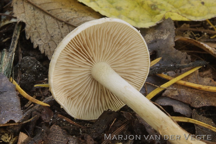 Tweekleurige vaalhoed - Hebeloma mesophaeum