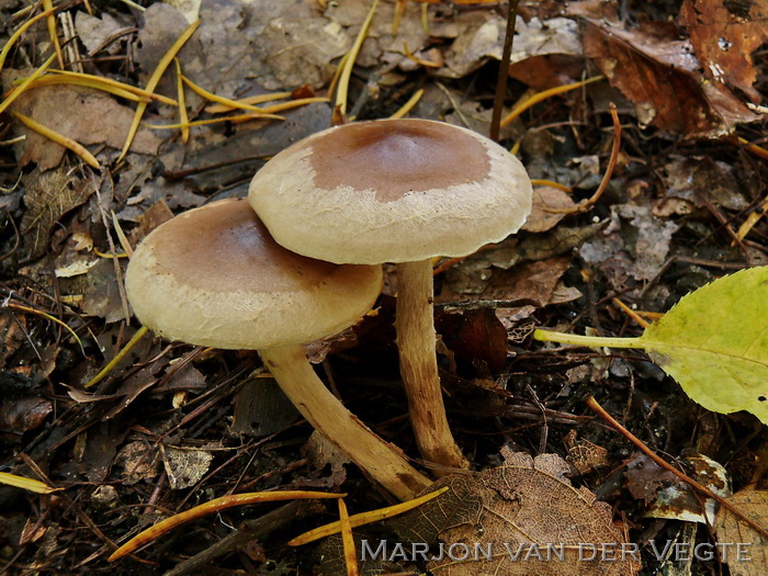 Tweekleurige vaalhoed - Hebeloma mesophaeum