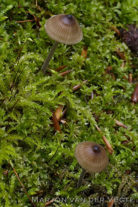 Tweesporig taaisteeltje - Mycenella bryophila var. bryophila