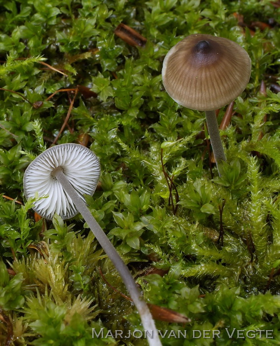 Tweesporig taaisteeltje - Mycenella bryophila var. bryophila