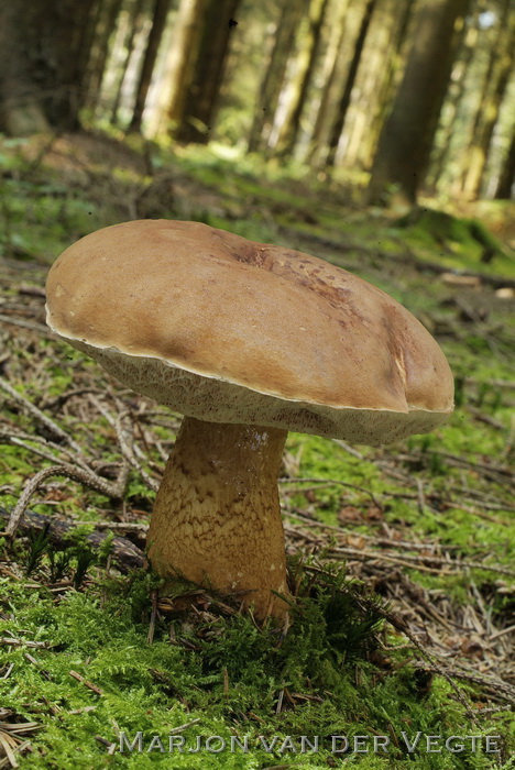 Bittere Boleet - Tylopilus felleus