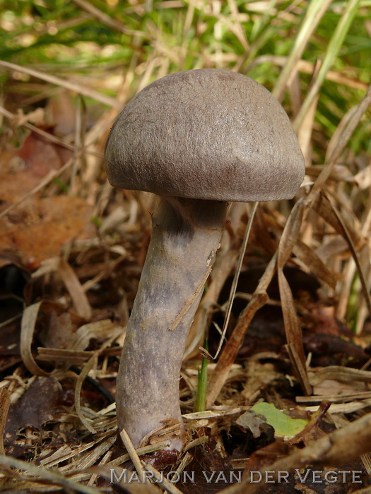 Vaaggegordelde gordijnzwam - Cortinarius anomalus