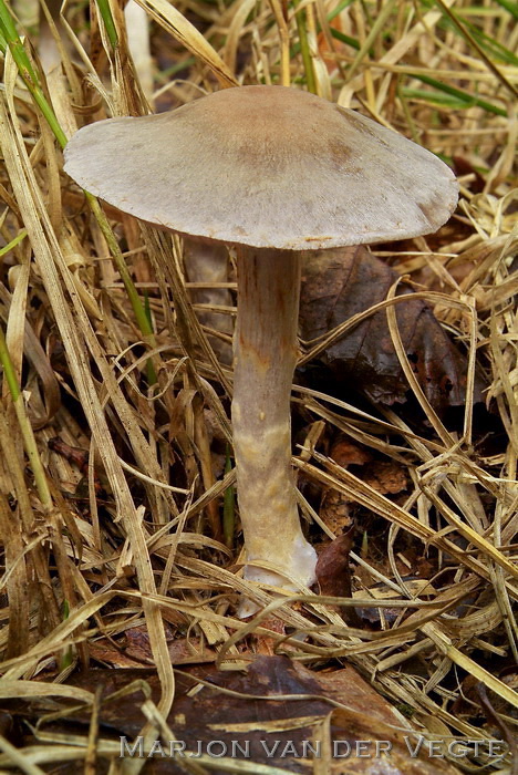 Vaaggegordelde gordijnzwam - Cortinarius anomalus