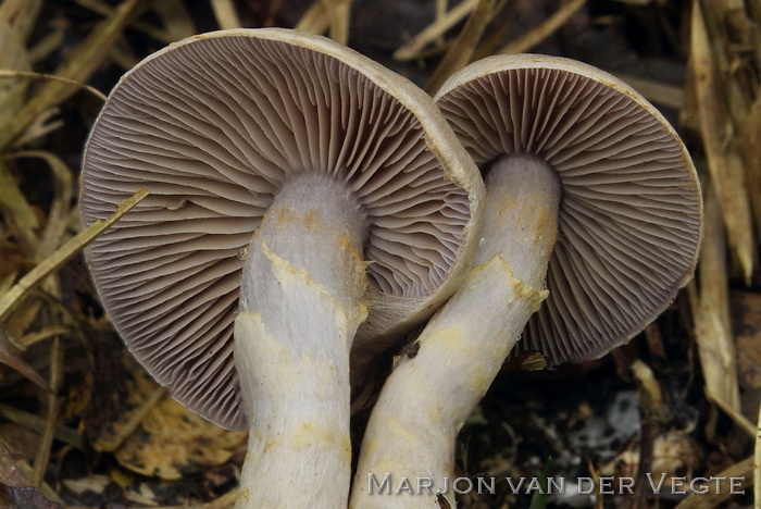 Vaaggegordelde gordijnzwam - Cortinarius anomalus