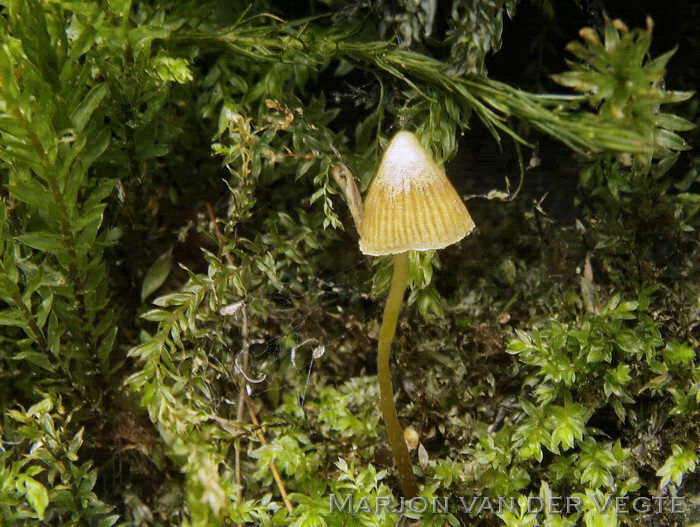 Roestbruin moskklokje - Galerina cerina