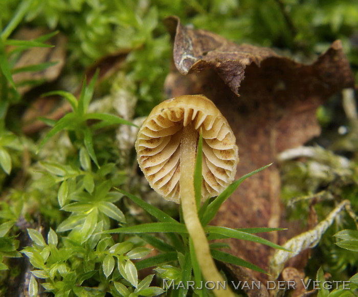 Roestbruin moskklokje - Galerina cerina