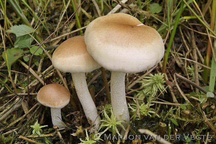 Moerasvaalhoed - Hebeloma helodes