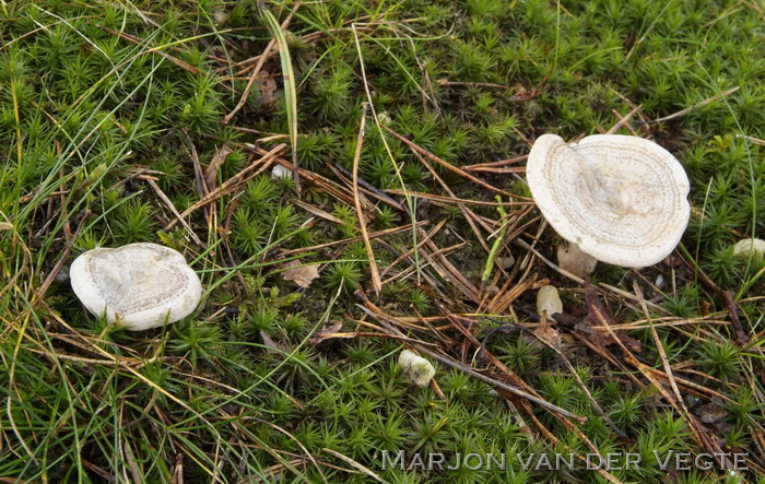 Vaaloranje melkzwam - Lactarius quieticolor