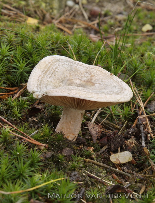 Vaaloranje melkzwam - Lactarius quieticolor