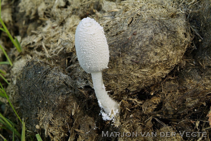 Vale mestinktzwam - Coprinopsis pachysperma