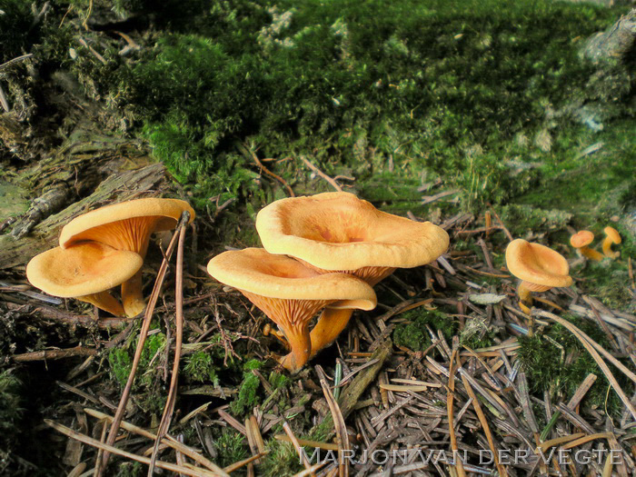 Valse hanekam - Hygrophoropsis aurantiaca