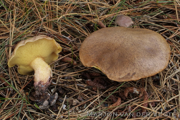 Valse melkboleet - Suillus collinitus