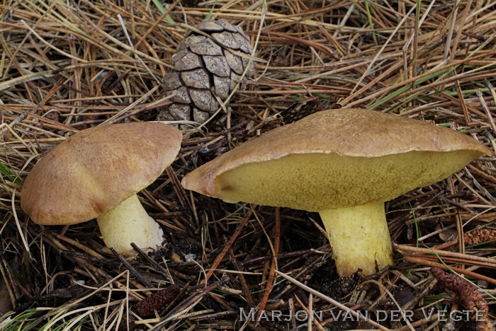 Valse melkboleet - Suillus collinitus