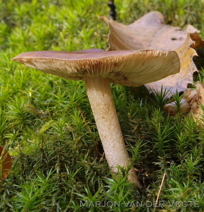 Beukenridderzwam - Tricholoma ustale