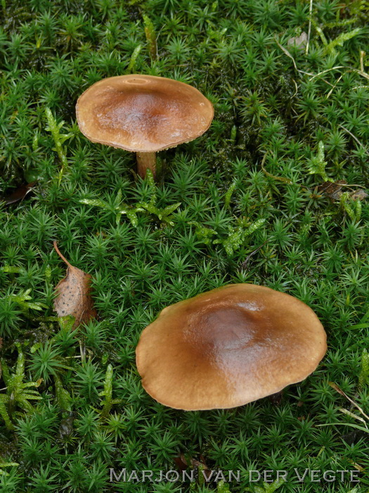 Beukenridderzwam - Tricholoma ustale