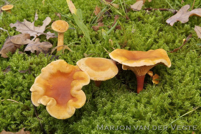 Valse hanekam - Hygrophoropsis aurantiaca