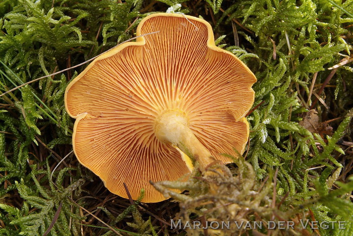 Valse hanekam - Hygrophoropsis aurantiaca