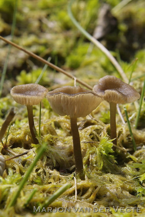 Veenmosgrauwkop - Lyophyllum palustre