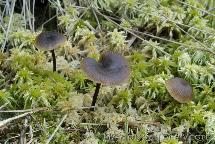 Veenmosgrauwkop - Lyophyllum palustre