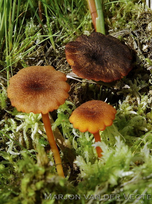 Veenmosvuurzwammetje - Hygrocybe coccineocrenata