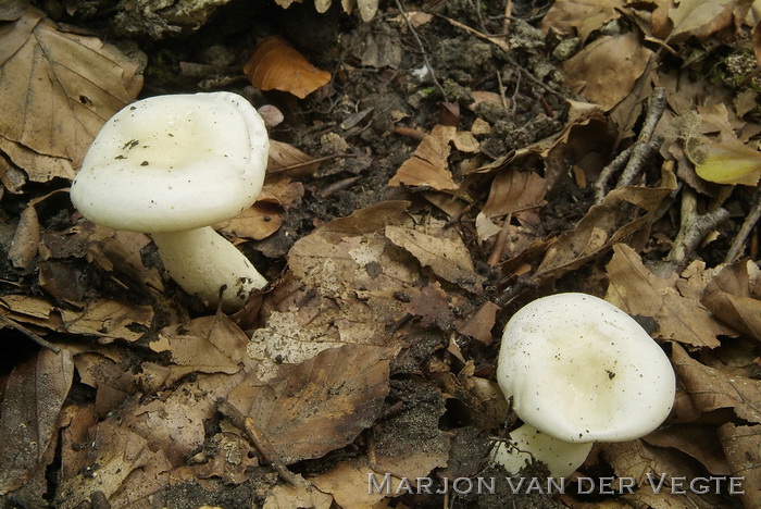 Droge slijmkop - Hygrophorus penarius