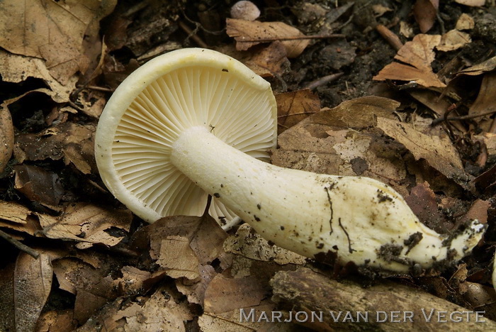 Droge slijmkop - Hygrophorus penarius