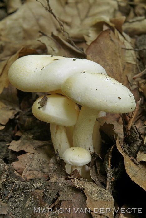 Droge slijmkop - Hygrophorus penarius