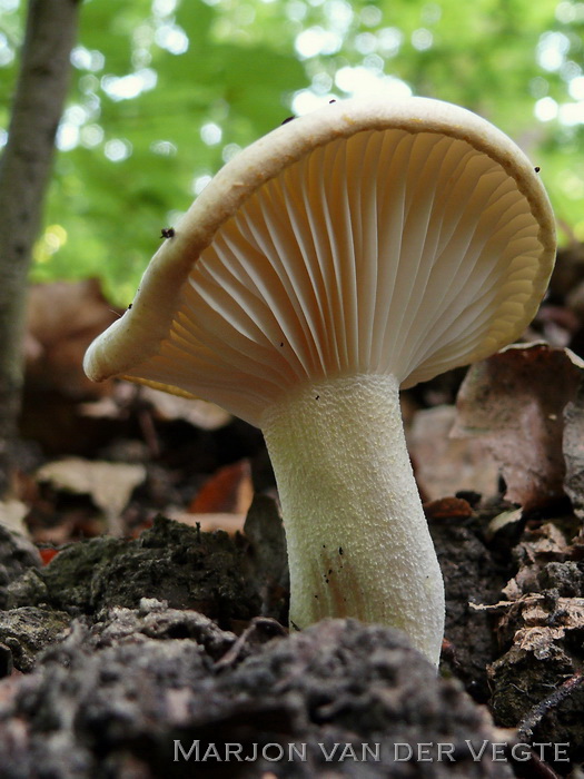 Droge slijmkop - Hygrophorus penarius