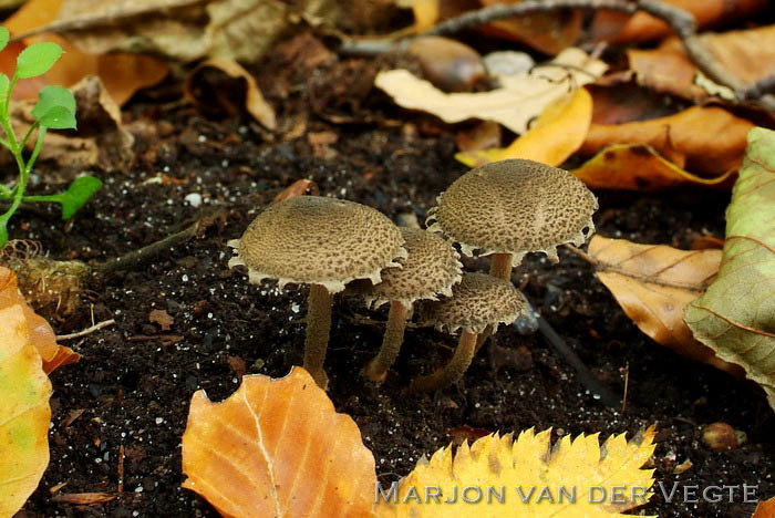 Verkleurzwammetje - Melanophyllum haematospermum