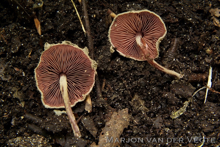 Verkleurzwammetje - Melanophyllum haematospermum