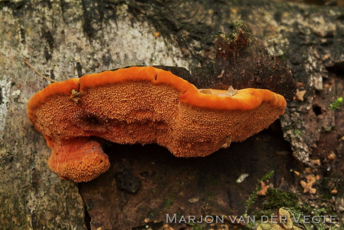 Vermiljoenhoutzwam - Pycnoporus cinnabarinus