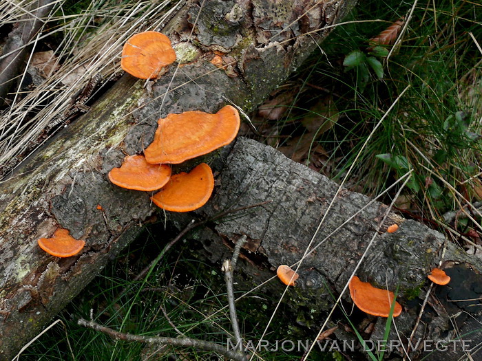 Vermiljoenhoutzwam - Pycnoporus cinnabarinus