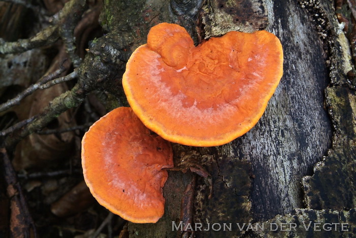 Vermiljoenhoutzwam - Pycnoporus cinnabarinus