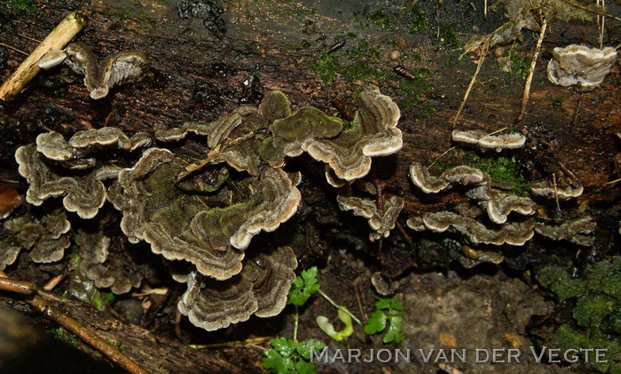 Viltig judasoor - Auricularia mesenterica