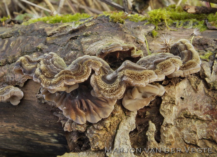 Viltig judasoor - Auricularia mesenterica