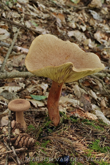 Viltige maggizwam - Lactarius helvus