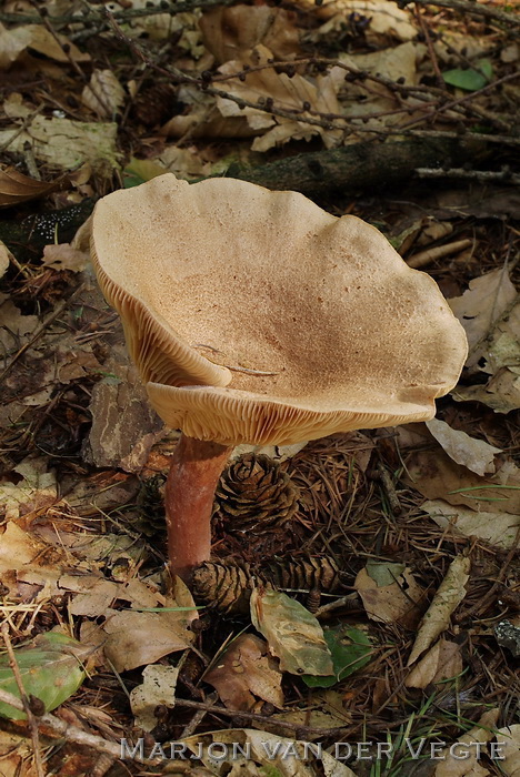 Viltige maggizwam - Lactarius helvus