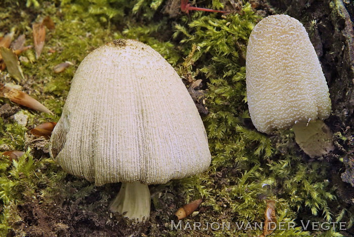 Grote viltinktzwam - Coprinellus domesticus