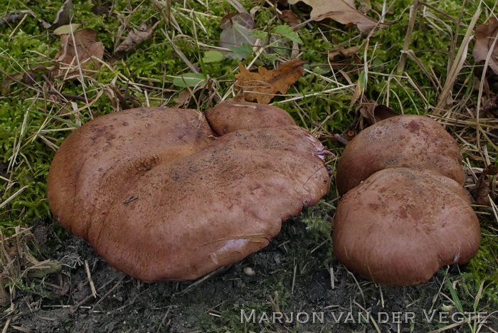 Violetbruine gordijnzwam - Cortinarius balteatocumatilis