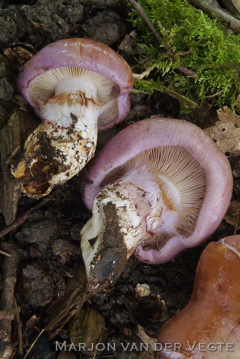 Violetbruine gordijnzwam - Cortinarius balteatocumatilis