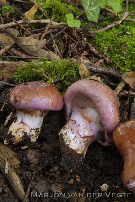 Violetbruine gordijnzwam - Cortinarius balteatocumatilis