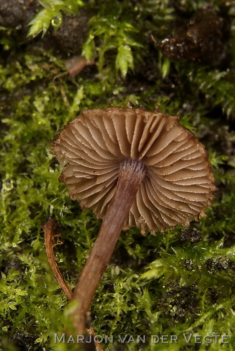 Violetbruine vezelkop - Inocybe cincinnata