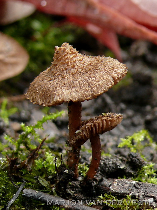 Violetbruine vezelkop - Inocybe cincinnata