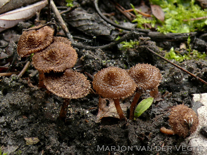 Violetbruine vezelkop - Inocybe cincinnata