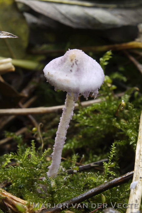 Violetstelige poederparasol - Cystolepiota bucknallii