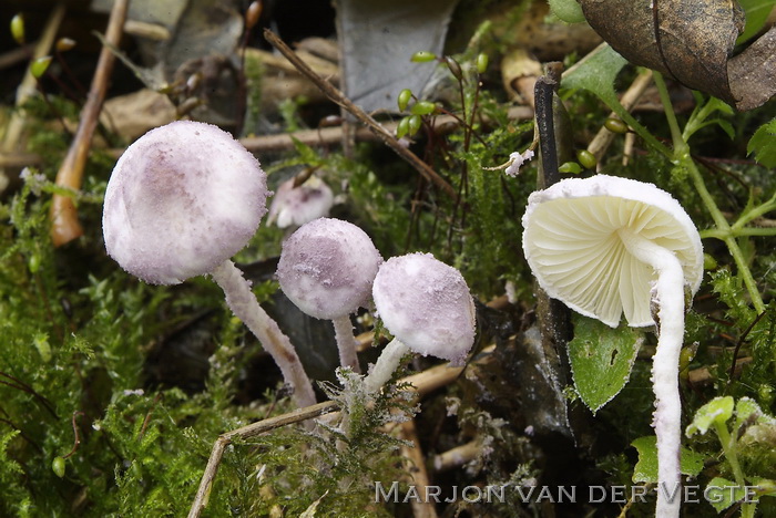 Violetstelige poederparasol - Cystolepiota bucknallii