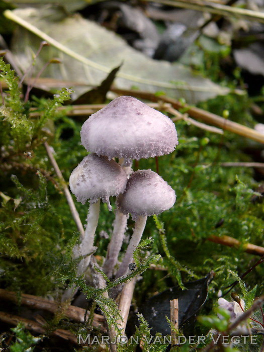 Violetstelige poederparasol - Cystolepiota bucknallii